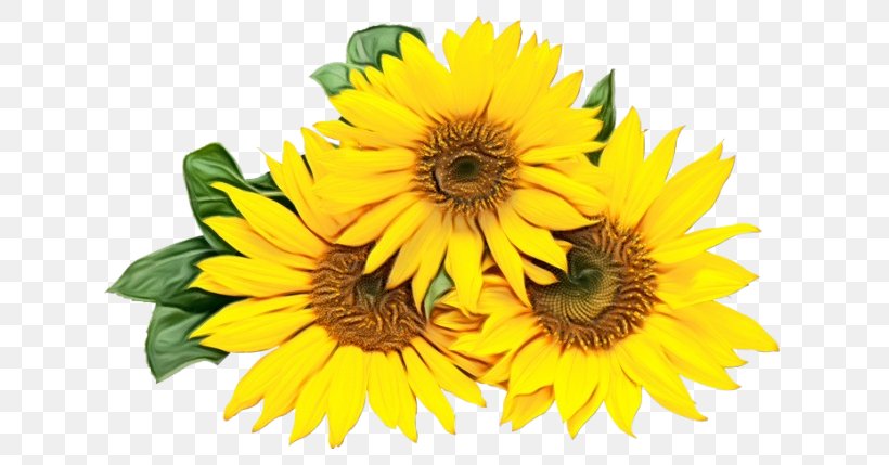Sunflower, PNG, 650x429px, Watercolor, Annual Plant, Daisy Family, Flower, Flowering Plant Download Free