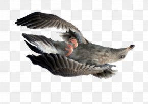 Goose - Bird Goose Stock Photography PNG