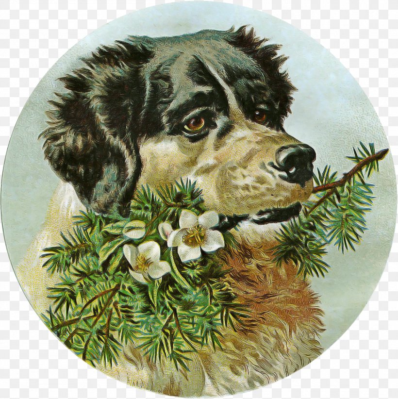 Border Collie, PNG, 1794x1800px, Dog, Australian Shepherd, Border Collie, Cocker Spaniel, Plate Download Free