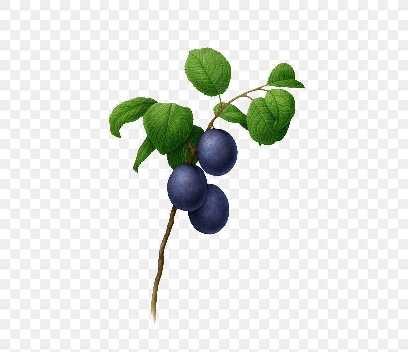 Botanical Illustration Botany Watercolor Painting Illustration, PNG, 500x707px, Botanical Illustration, Art, Behance, Berry, Bilberry Download Free