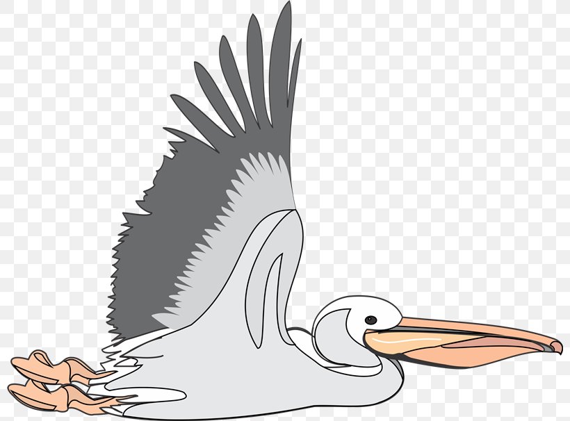 Brown Pelican Clip Art, PNG, 800x606px, Brown Pelican, Beak, Bird, Bird Of Prey, Cartoon Download Free
