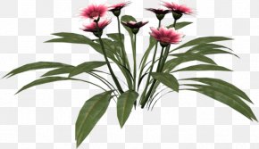 Plant - Cut Flowers Flowerpot Plant Stem Petal PNG