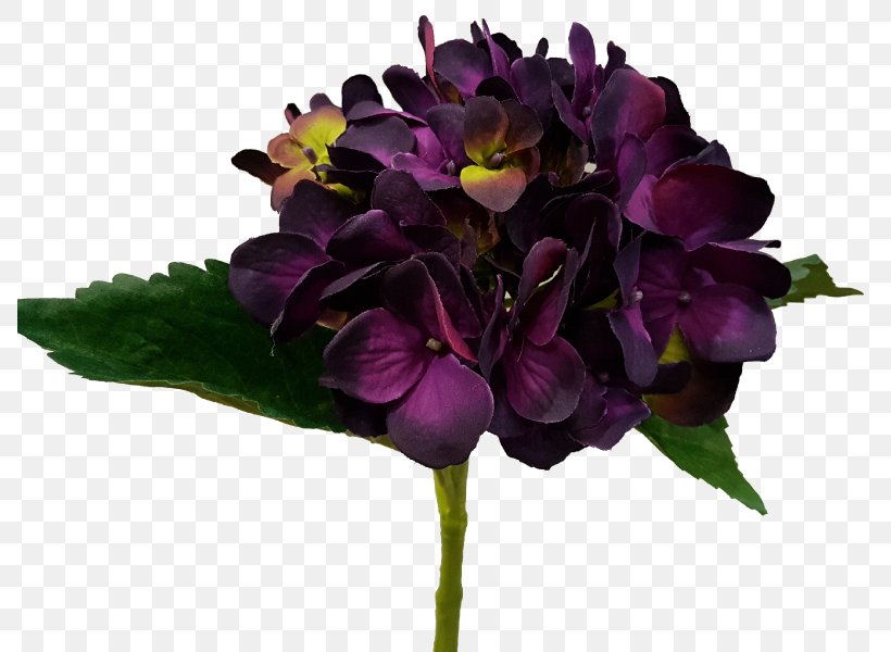Cut Flowers Hydrangea Eggplant Violet, PNG, 800x600px, Cut Flowers, Annual Plant, Eggplant, Family, Flower Download Free