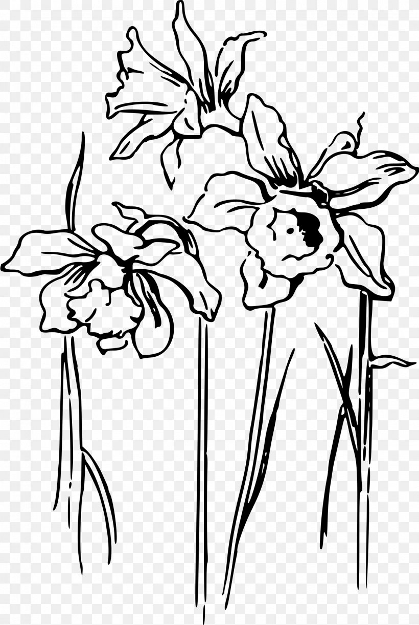 Daffodil Drawing Clip Art, PNG, 1611x2400px, Daffodil, Art, Artwork, Black, Black And White Download Free
