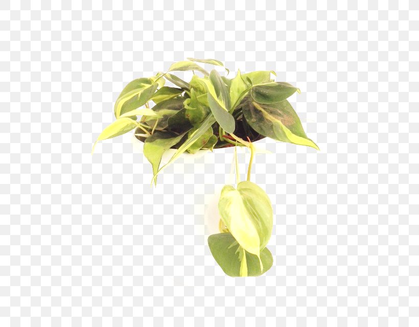 Philodendron Hederaceum Hidrokültür Leaf Variegation, PNG, 640x640px, Philodendron, Basil, Flowerpot, Herb, Leaf Download Free