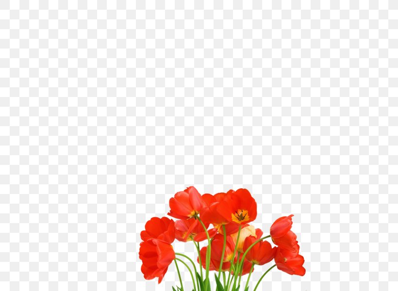 Stock Photography Flower, PNG, 600x600px, Stock Photography, Annual Plant, Coquelicot, Cut Flowers, Drawing Download Free