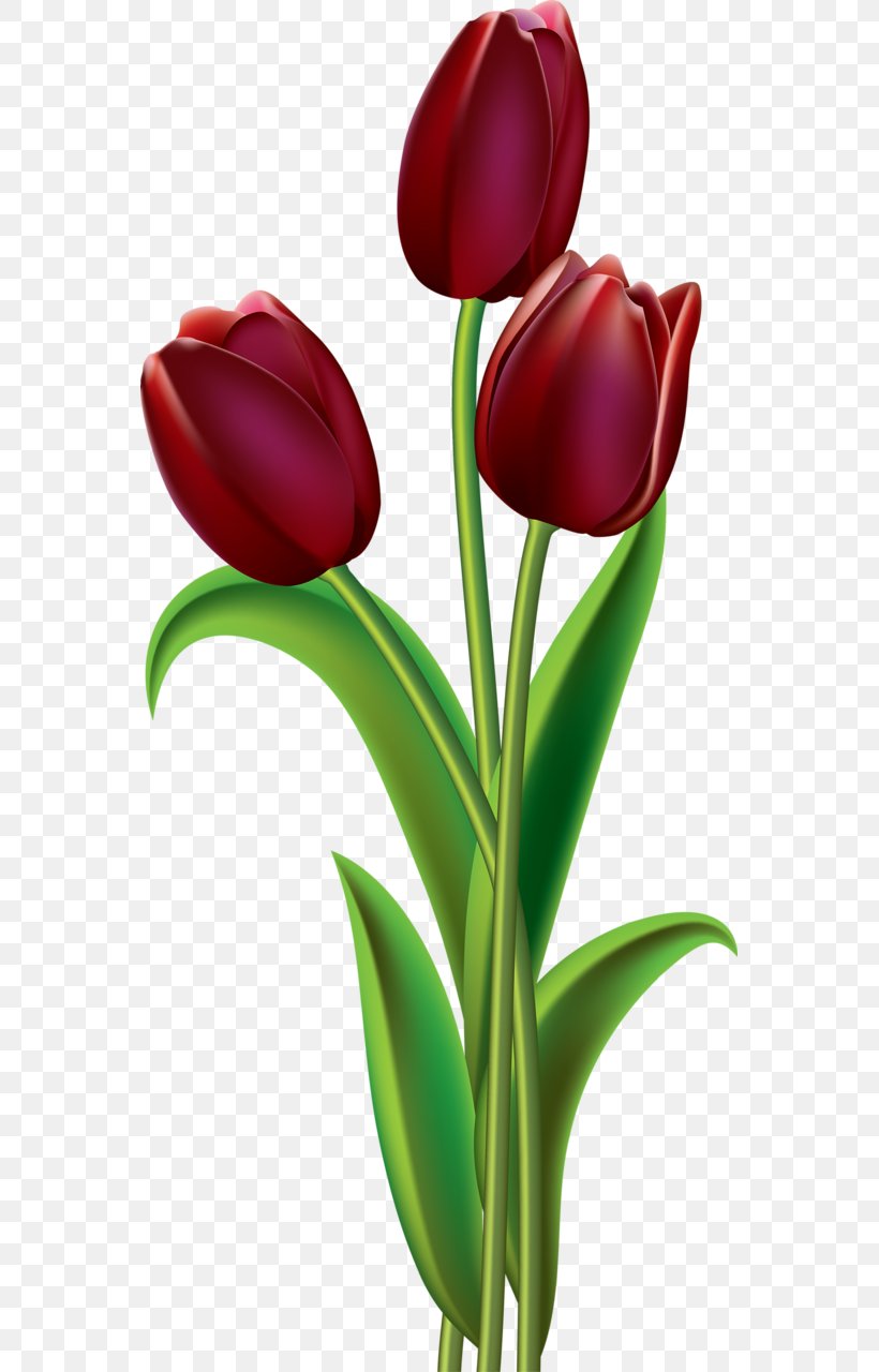 Clip Art Tulip Flower Image Openclipart, PNG, 557x1280px, Tulip, Art, Bud, Cut Flowers, Floral Design Download Free