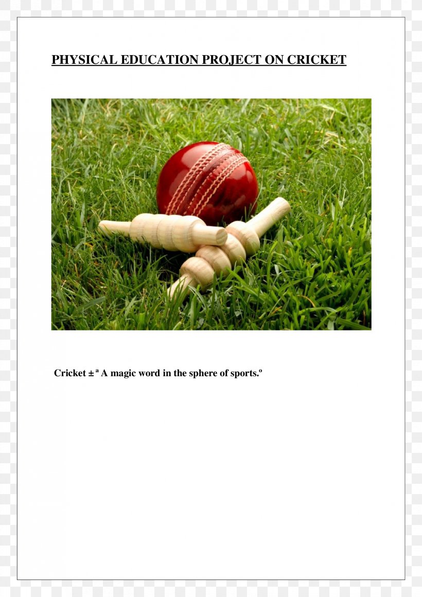 Cricket Balls Bail Cricket Bats, PNG, 1653x2339px, Cricket Balls, Bail, Ball, Batandball Games, Batting Download Free