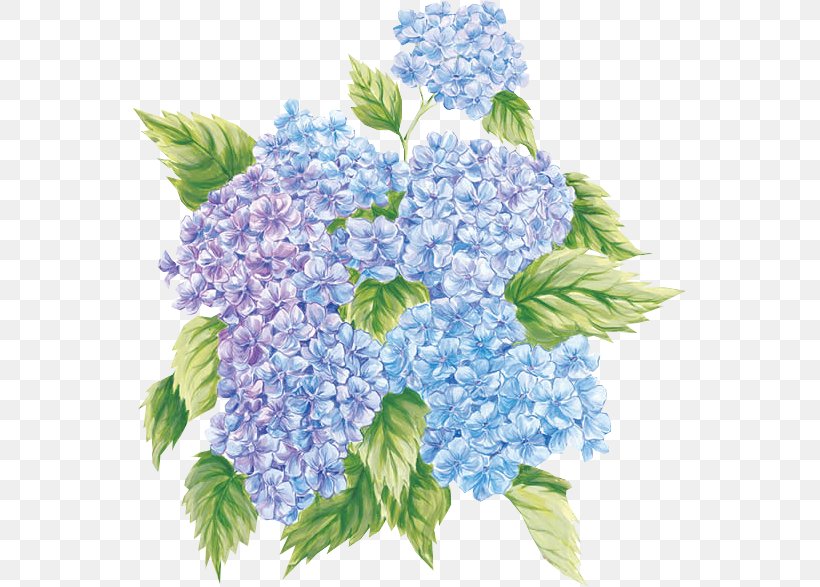 French Hydrangea Flower Paper Painting Clip Art, PNG, 554x587px, French Hydrangea, Art, Common Daisy, Cornales, Cut Flowers Download Free