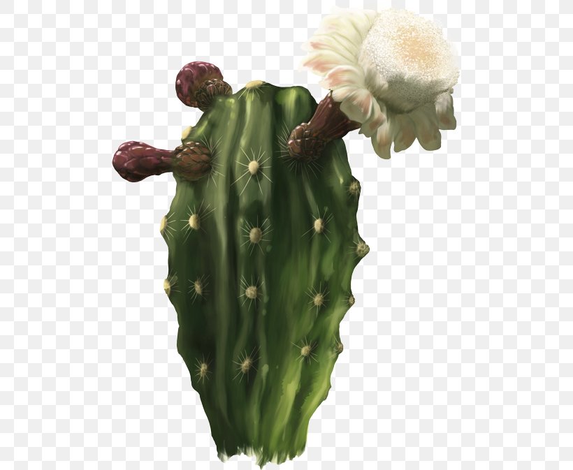 San Pedro Cactus Barbary Fig Cactaceae Strategy Nopal, PNG, 500x673px, San Pedro Cactus, Barbary Fig, Biodiversity, Cactaceae, Cactus Download Free