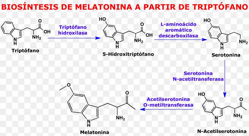 Serotonin Chemistry Tryptophan Molecule Melatonin, PNG, 2200x1208px, Watercolor, Cartoon, Flower, Frame, Heart Download Free