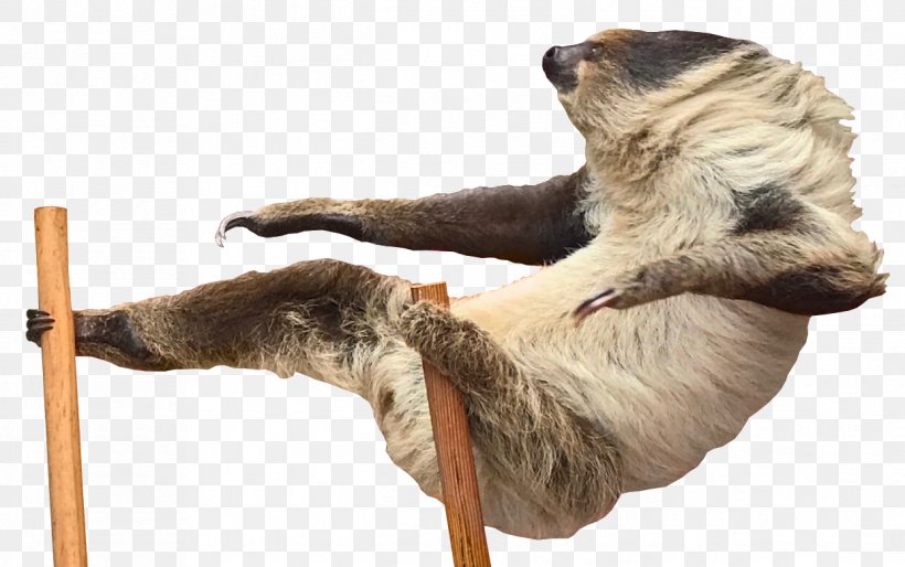 Sloth Imagination, PNG, 1242x780px, Sloth, Art, Creativity, Digital Image, Fur Download Free