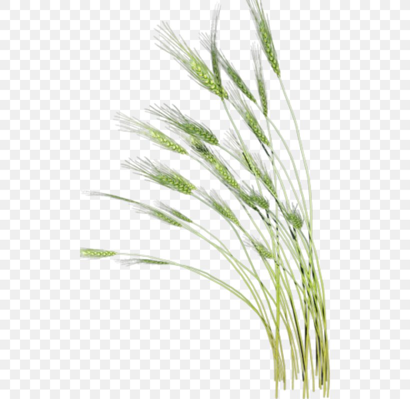 Xiaoman Wheat Clip Art, PNG, 500x799px, Xiaoman, Commodity, Computer, Grass, Grass Family Download Free