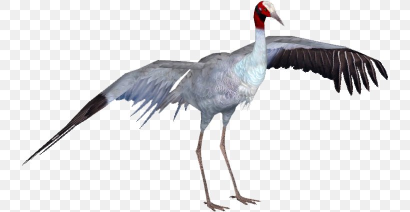 Crane Bird, PNG, 733x424px, Sarus Crane, Antigone, Beak, Bird, Ciconiiformes Download Free