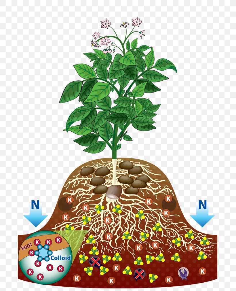 Flowerpot Houseplant Branching, PNG, 700x1010px, Flowerpot, Branch, Branching, Houseplant, Plant Download Free