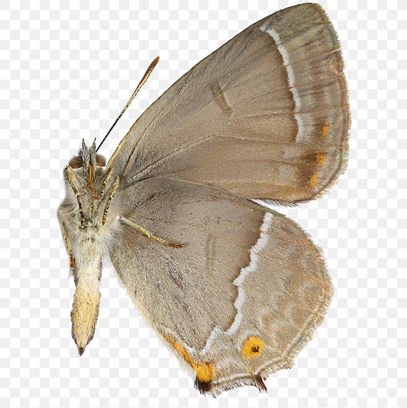 Gossamer-winged Butterflies Silkworm Brush-footed Butterflies Purple Hairstreak Oak, PNG, 614x821px, Gossamerwinged Butterflies, Arthropod, Bombycidae, Bombyx, Bombyx Mori Download Free