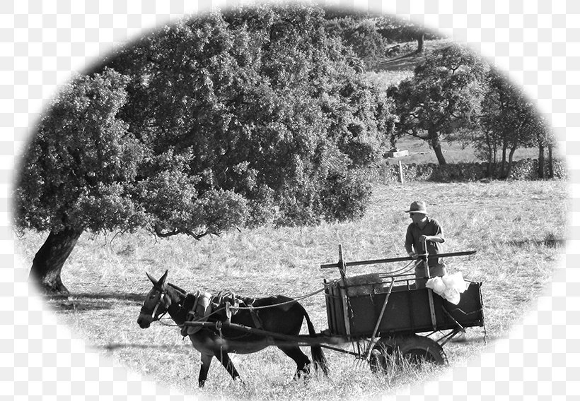 Horse Harnesses Tree Mammal, PNG, 800x568px, Horse, Black And White, Cart, Cattle Like Mammal, Chariot Download Free