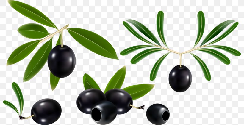 Olive Oil Olive Leaf Olive Branch, PNG, 800x422px, Olive, Drawing, Food, Fruit, Oil Download Free