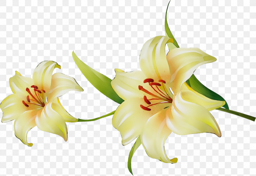 Amaryllis Plant Stem Cut Flowers Jersey Lily Petal, PNG, 1280x883px, Watercolor, Amaryllis, Biology, Cut Flowers, Daylilies Download Free