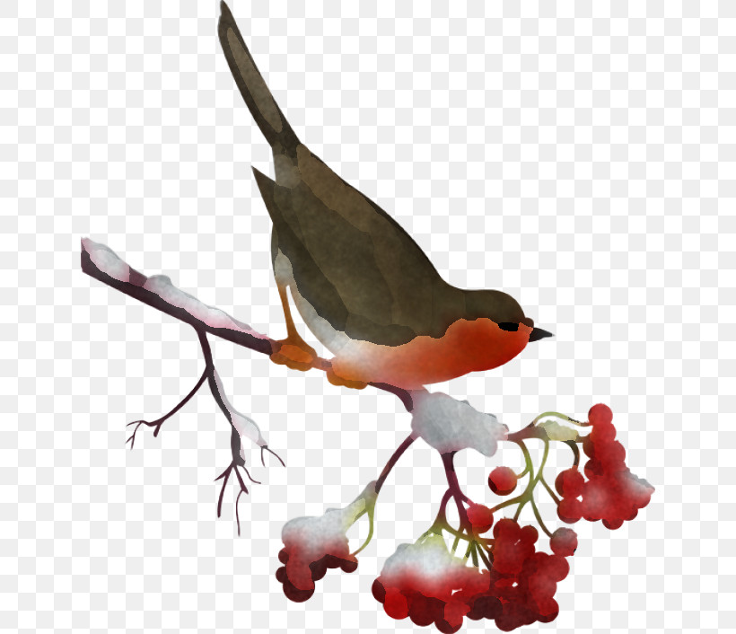 Bird Beak Robin Perching Bird Plant, PNG, 640x706px, Bird, Beak, Cedar Waxwing, Perching Bird, Plant Download Free