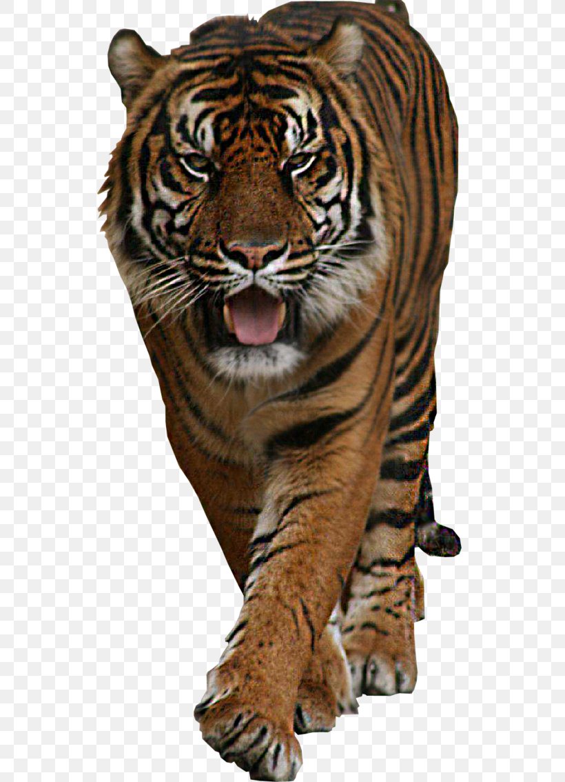 Ranthambore National Park Bengal Tiger Leopard Whiskers, PNG, 704x1134px, Ranthambore National Park, Bengal Tiger, Big Cat, Big Cats, Carnivora Download Free