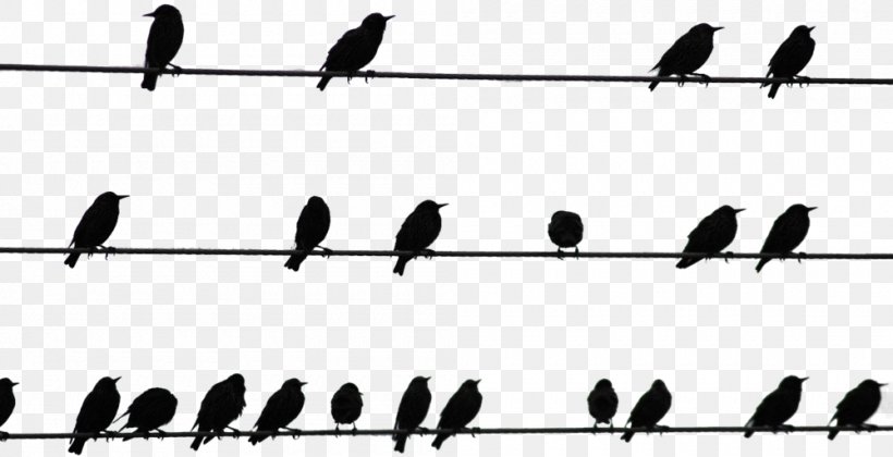 Bird On A Wire Beak Bird On A Wire, PNG, 1000x513px, Bird, Animal, Beak, Bird On A Wire, Black And White Download Free