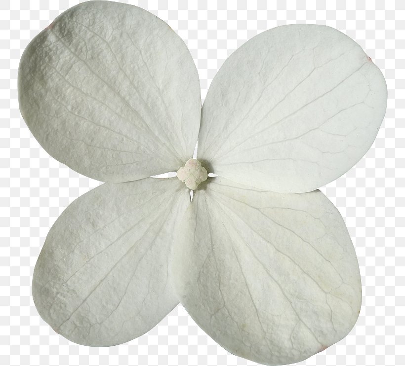 Flower Petal Clipping Path, PNG, 750x742px, Flower, Clipping Path, God, Good, Griffin Download Free