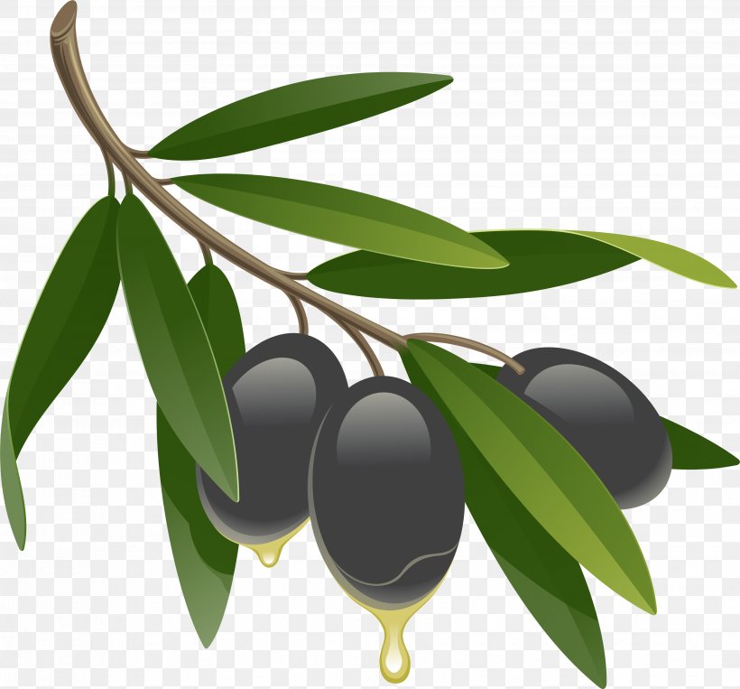 Olive Oil Fluid Ounce, PNG, 3507x3264px, Mediterranean Cuisine, Branch, Food, Fruit, Oil Download Free