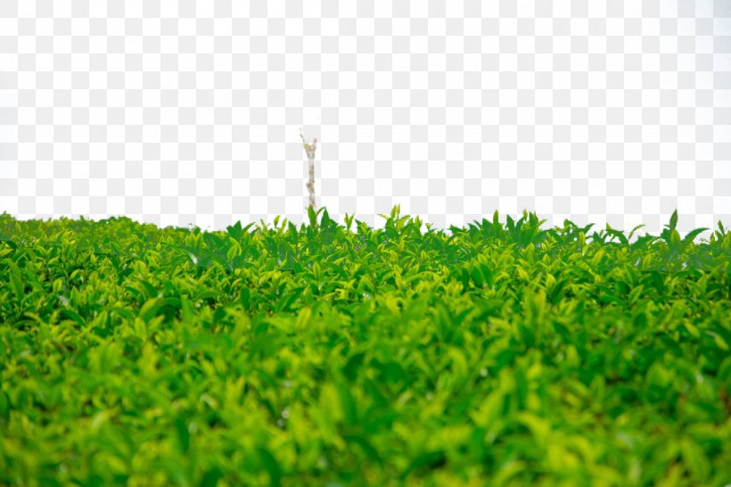 Seedling Leaf Shoot Wallpaper, PNG, 1100x733px, Seedling, Crop, Desktop Environment, Field, Germination Download Free