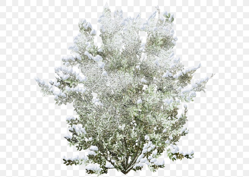 Snow Winter Shrub Clip Art, PNG, 600x583px, Snow, Branch, Digital Image, Drawing, Plant Download Free