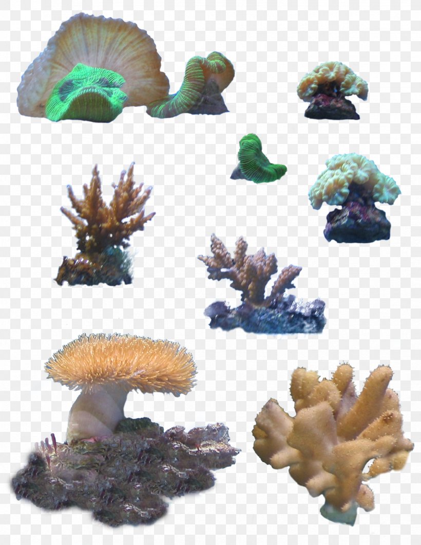 Stony Corals Coral Reef Clip Art, PNG, 1237x1600px, Stony Corals, Aquarium Decor, Cnidaria, Coral, Coral Reef Download Free