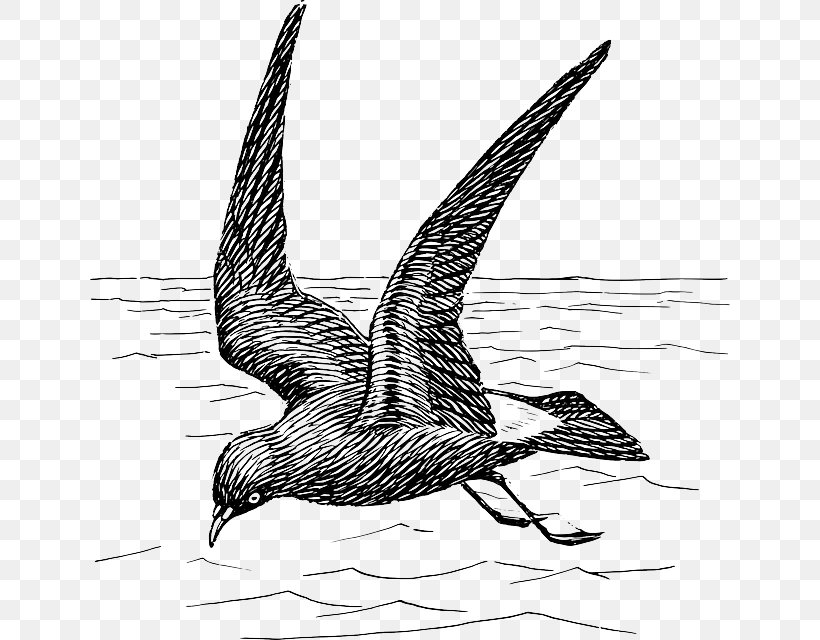 Bird Vector Graphics Clip Art Image Petrel, PNG, 640x640px, Bird, Art, Beak, Black And White, Claw Download Free
