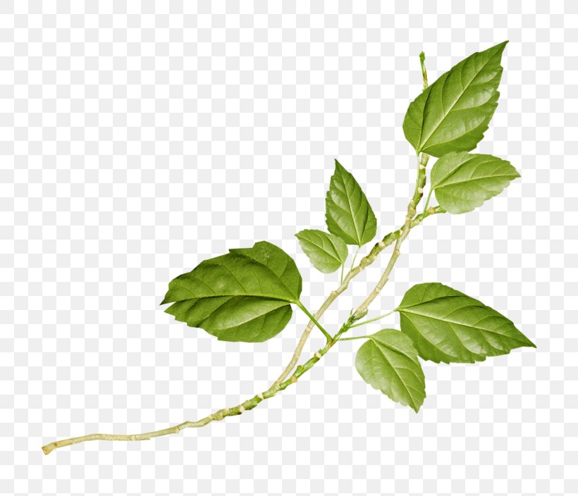 Flower Download Clip Art, PNG, 800x704px, Flower, Basil, Branch, Herb, Herbalism Download Free