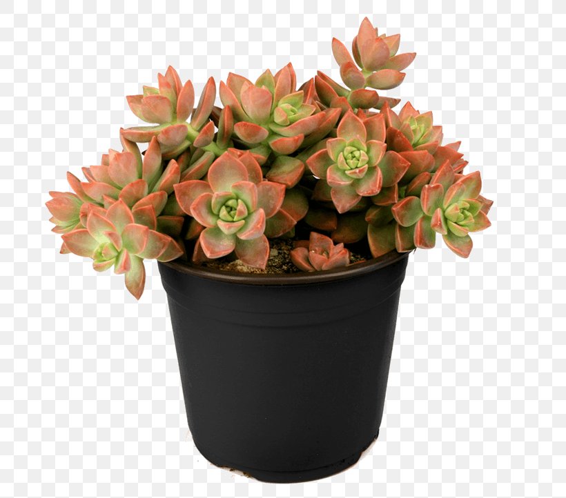 Flower Flowerpot Plant Echeveria Houseplant, PNG, 722x722px, Flower, Cut Flowers, Echeveria, Flowering Plant, Flowerpot Download Free