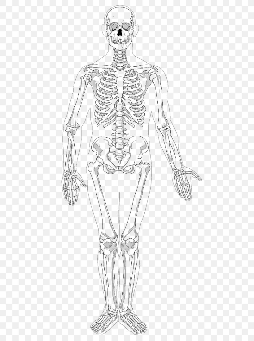 Human Skeleton Appendicular Skeleton The Skeletal System Clip Art, PNG, 542x1100px, Watercolor, Cartoon, Flower, Frame, Heart Download Free