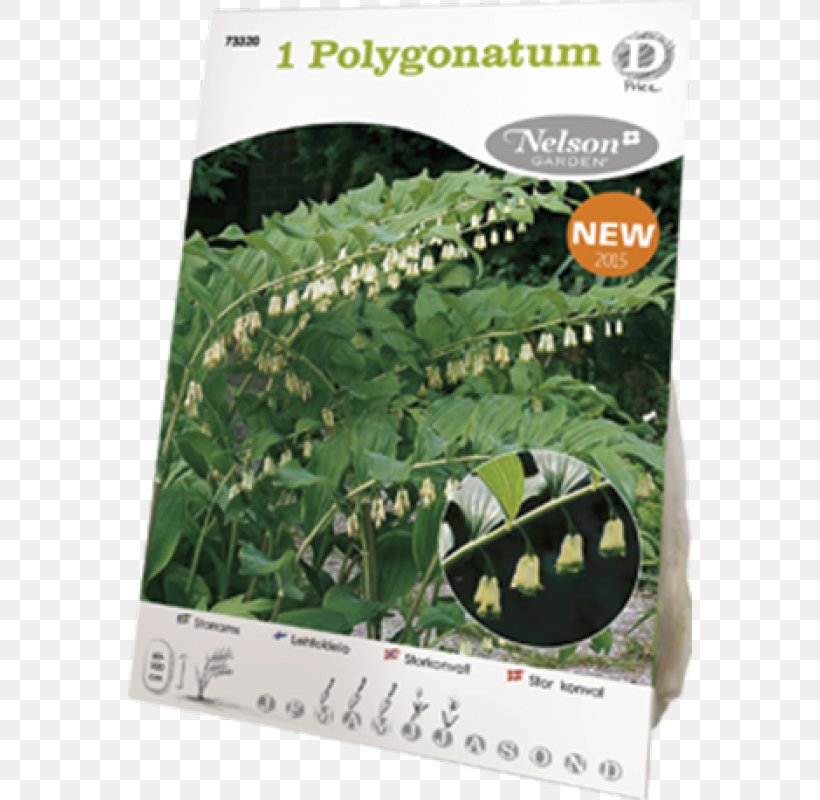 Polygonatum Multiflorum Shrub Perennial Plant Blossom White, PNG, 800x800px, Shrub, Blossom, Centimeter, Color, Fauna Download Free