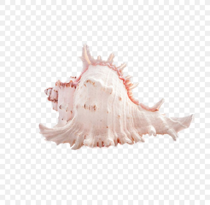 Seashell Photography, PNG, 800x800px, Seashell, Conch, Cosmetics, Invertebrate, Jaw Download Free