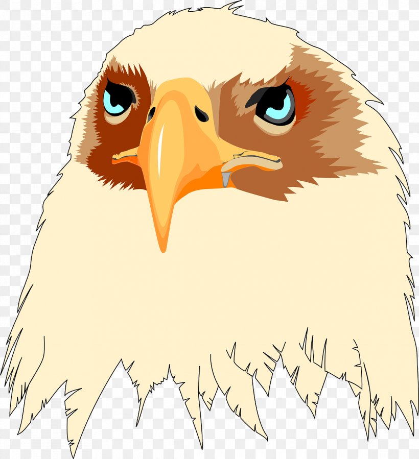 Bald Eagle Bird Beak Clip Art, PNG, 1167x1280px, Bald Eagle, Accipitriformes, Beak, Bird, Bird Of Prey Download Free