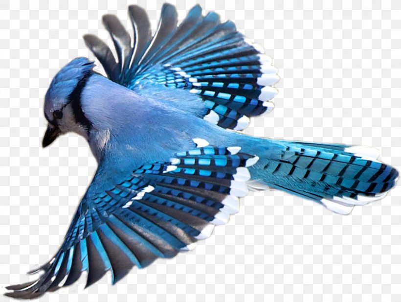 Birdwatching Blue Jay Flight, PNG, 845x636px, Bird, Animal, Beak, Birdwatching, Blue Jay Download Free
