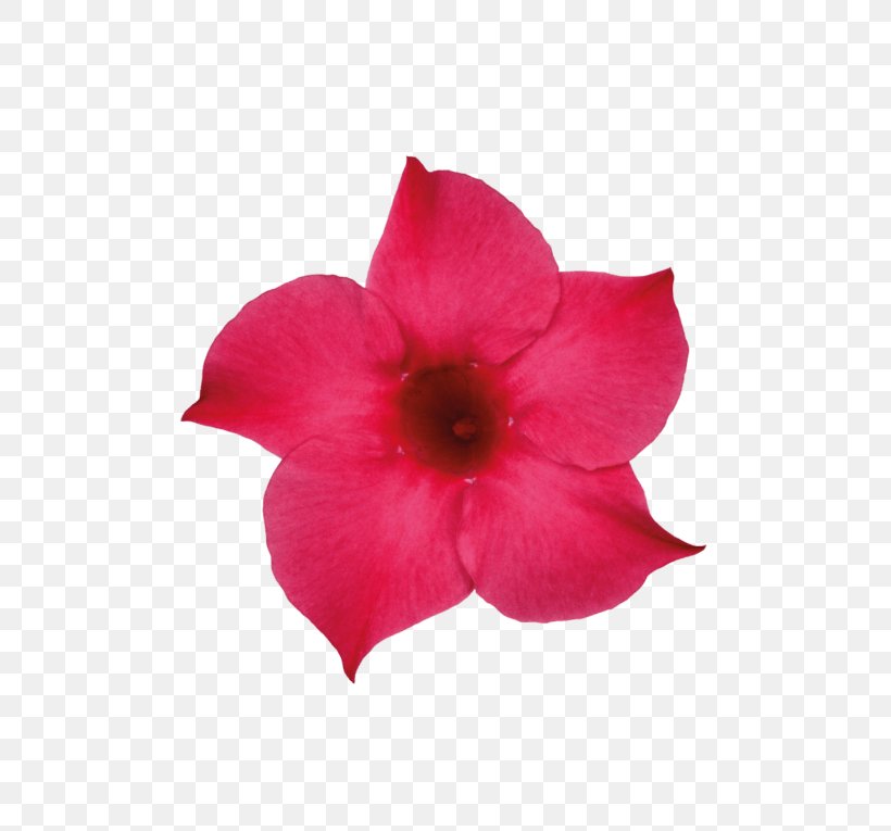 Brazilian Jasmine Houseplant Vine Flower, PNG, 600x765px, Brazilian Jasmine, Calibrachoa, Flower, Flower Bouquet, Flowering Plant Download Free