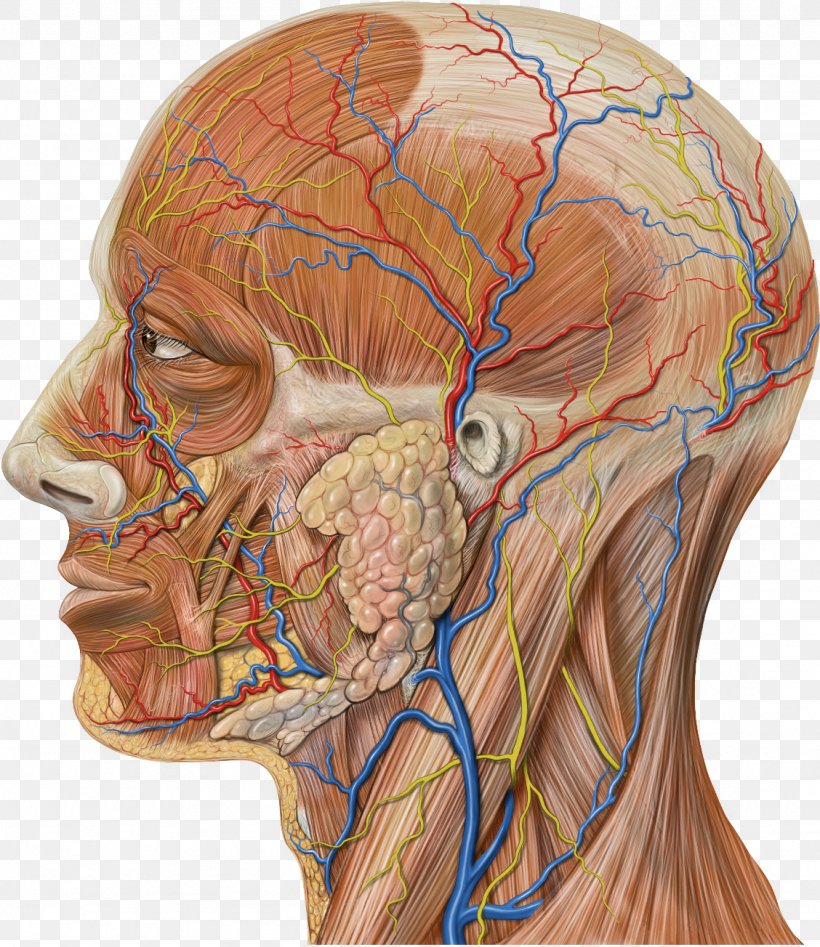 Maxillary Artery Maxillary Veins Superficial Temporal Vein Retromandibular Vein, PNG, 1128x1304px, Watercolor, Cartoon, Flower, Frame, Heart Download Free