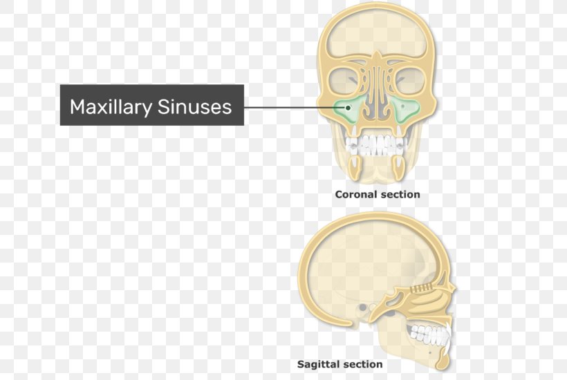 Paranasal Sinuses Ethmoid Sinus Frontal Sinus Maxillary Sinus, PNG, 770x550px, Paranasal Sinuses, Anatomy, Bone, Ear, Ethmoid Bone Download Free