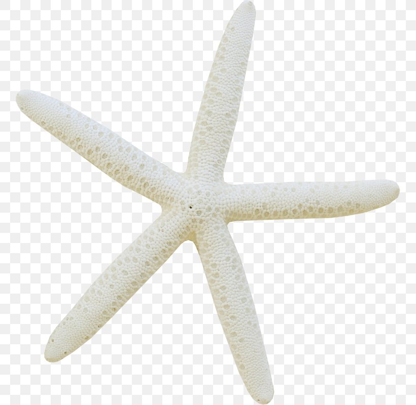 Starfish Echinoderm Clip Art, PNG, 758x800px, Starfish, Beach, Beach House, Echinoderm, House Download Free