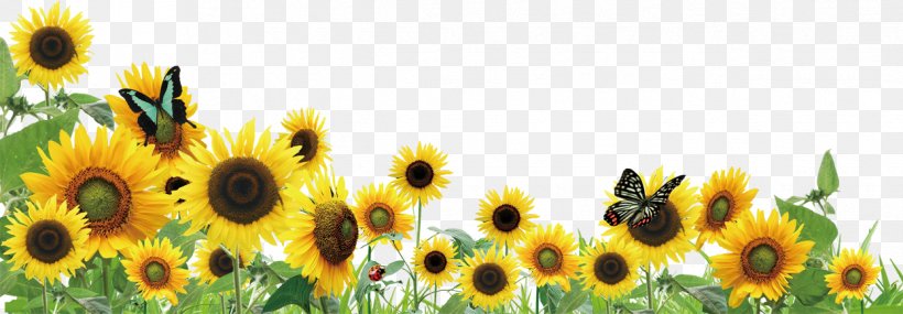 Common Sunflower Clip Art, PNG, 1246x434px, Common Sunflower, Daisy Family, Flower, Flowering Plant, Petal Download Free