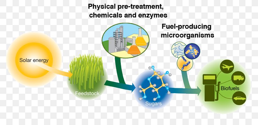 Lignocellulosic Biomass Cellulosic Ethanol Ethanol Fuel Biofuel Bioenergy, PNG, 800x400px, Lignocellulosic Biomass, Biodiesel, Bioenergy, Biofuel, Biomass Download Free