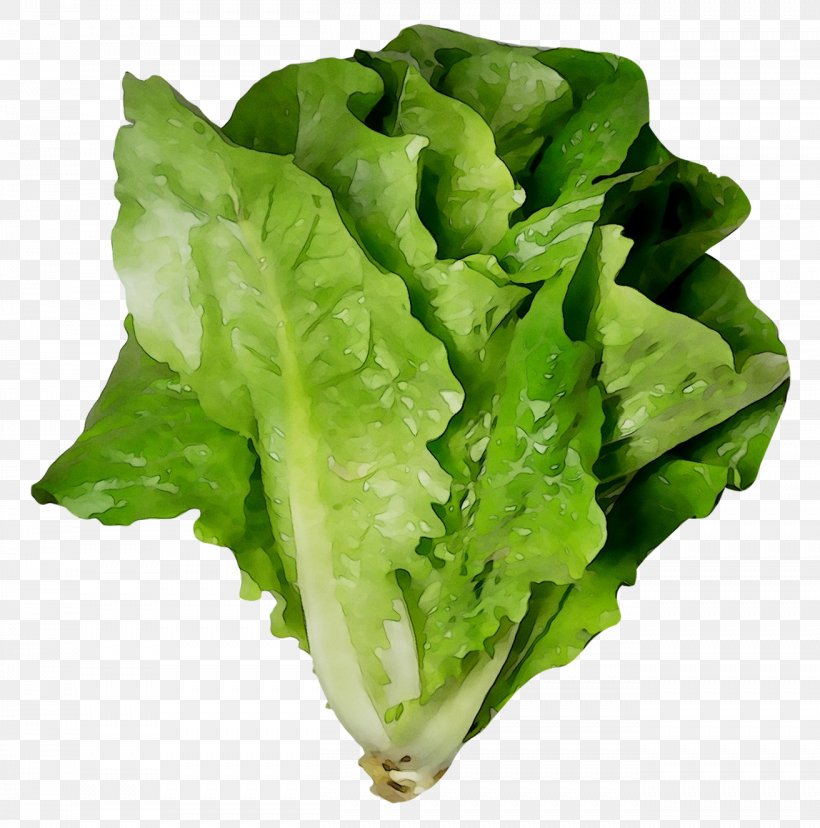 Romaine Lettuce Vegetable Greens Food Salad, PNG, 1312x1325px, Romaine Lettuce, Arugula, Cdc, Celtuce, Chard Download Free