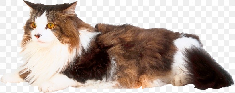 Whiskers Domestic Short-haired Cat Dog Breed Fur, PNG, 913x361px, Whiskers, Breed, Carnivoran, Cat, Cat Like Mammal Download Free