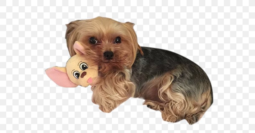 Yorkshire Terrier Morkie Australian Silky Terrier Puppy Companion Dog, PNG, 597x429px, Yorkshire Terrier, Australian Silky Terrier, Baby Princess, Breed, Carnivoran Download Free