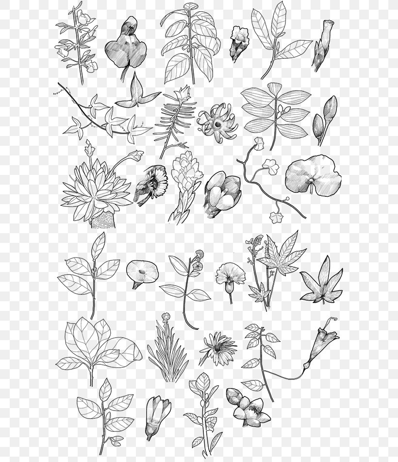 Biodiversity Of Colombia Biodiversity Of Colombia Floral Design, PNG, 600x951px, Biodiversity, Area, Art, Artwork, Biodiversity Of Colombia Download Free