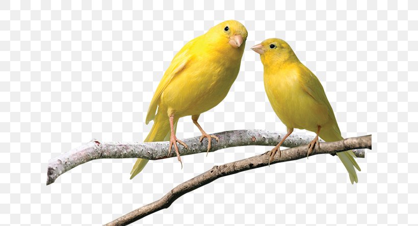 Domestic Canary Finches Budgerigar Pet Yellow Canary, PNG, 638x444px, Domestic Canary, Atlantic Canary, Beak, Bird, Bird Food Download Free